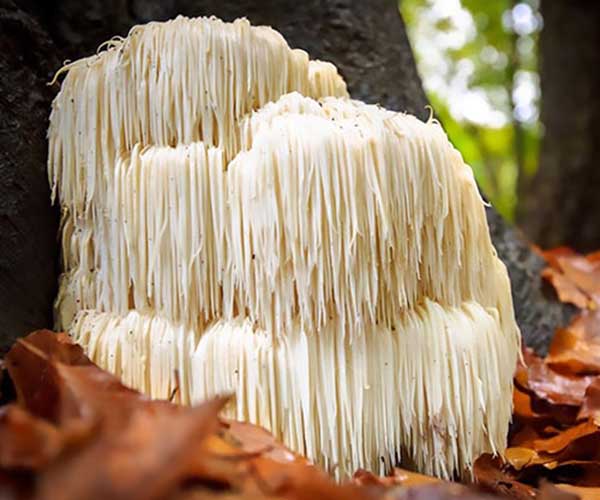 Hericium